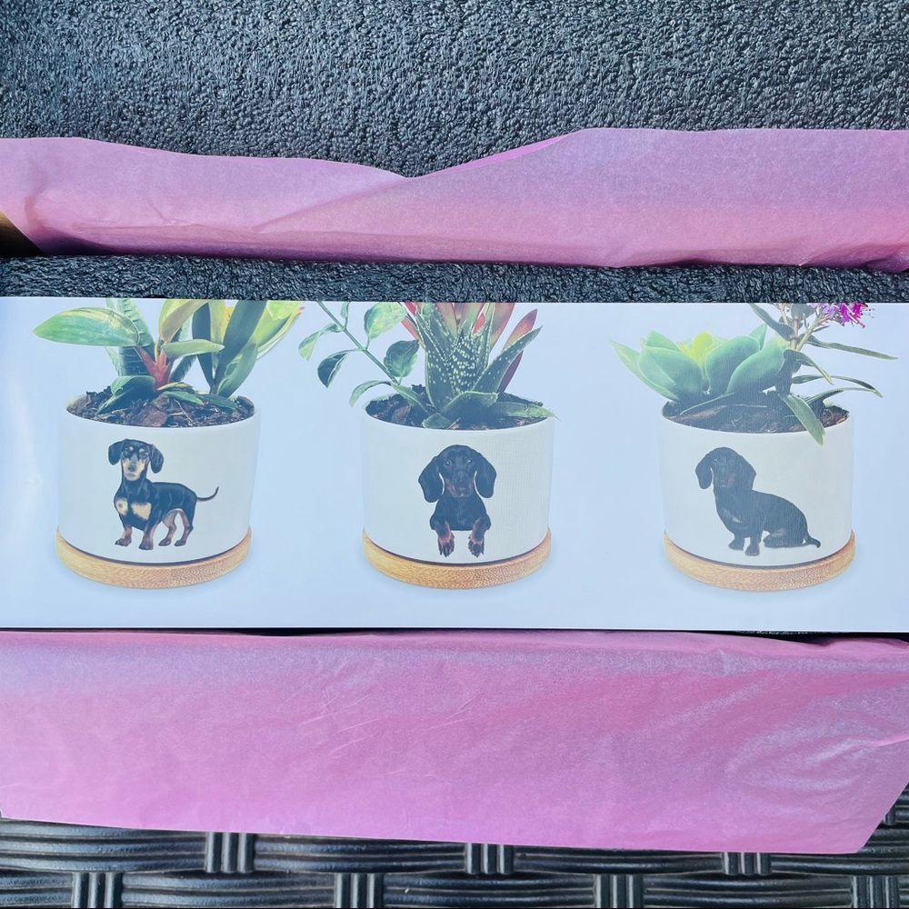 Dachshund Planter Set (3) NEW in Box with drainage holes
